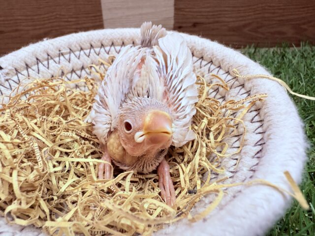 シルバーイノ文鳥