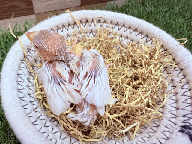 シルバーイノ文鳥