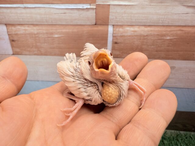 シルバーイノ文鳥