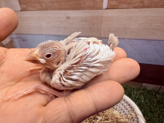 シルバーイノ文鳥