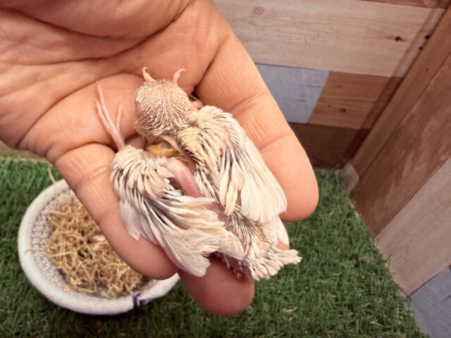 シルバーイノ文鳥