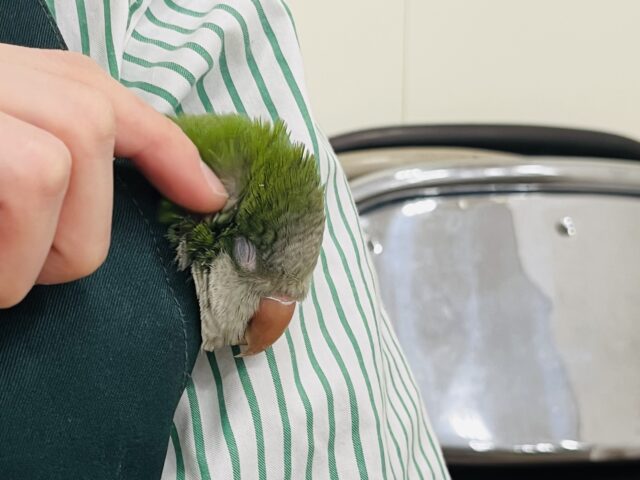 オキナインコ