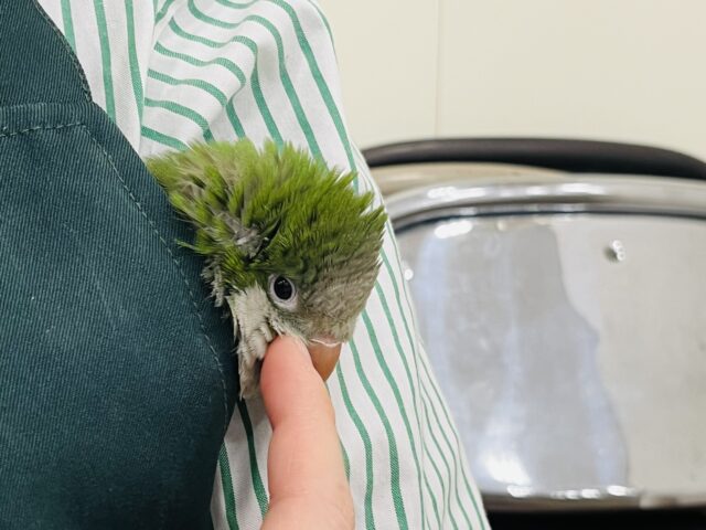 オキナインコ