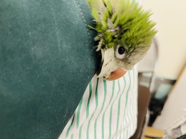 オキナインコ