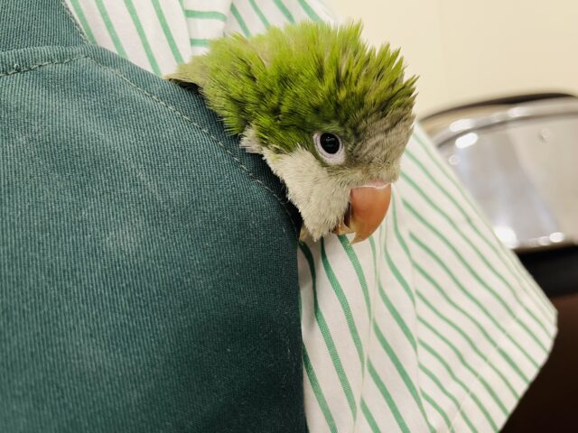 オキナインコ