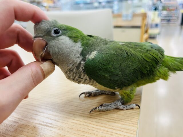 オキナインコ
