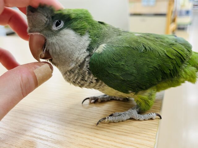 オキナインコ