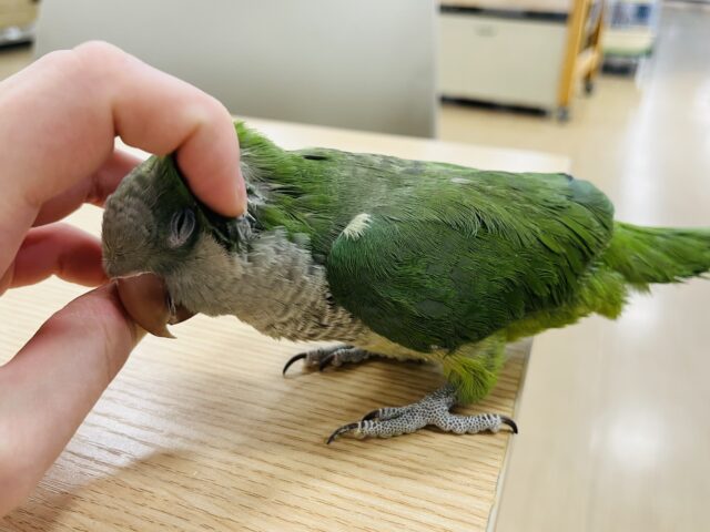 オキナインコ