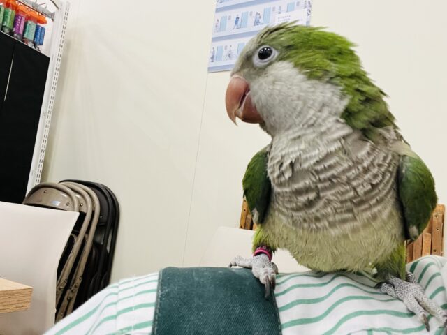 オキナインコ