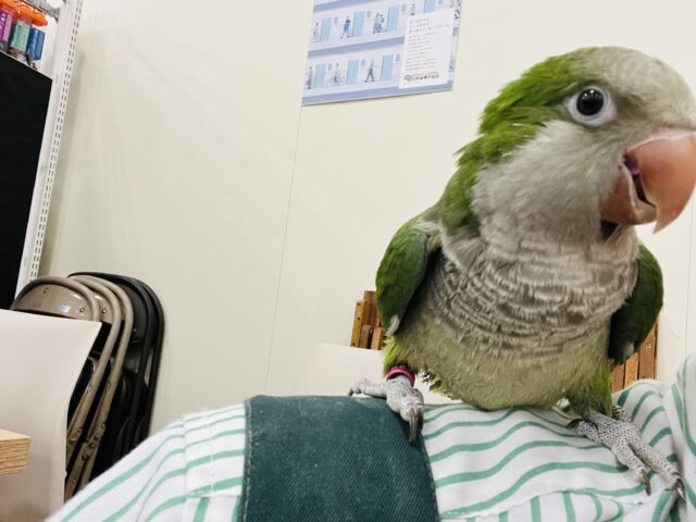 オキナインコ