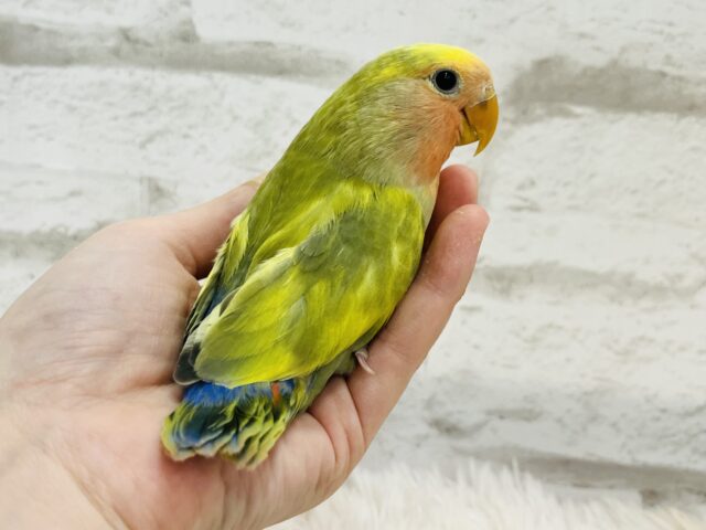 コザクラインコ（小桜インコ）