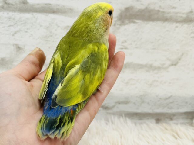 コザクラインコ（小桜インコ）