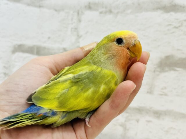 コザクラインコ（小桜インコ）