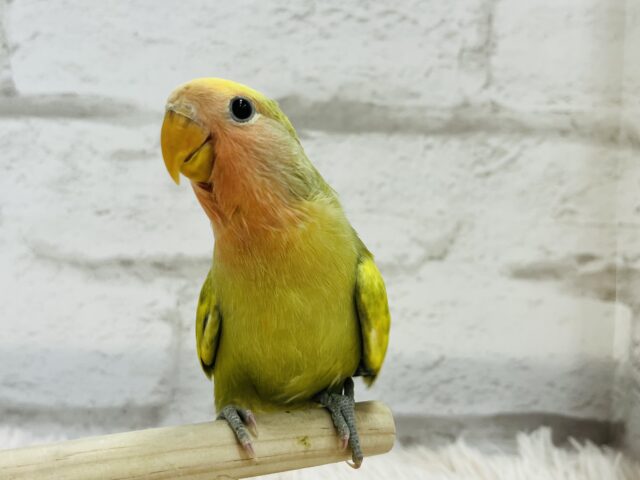 コザクラインコ（小桜インコ）