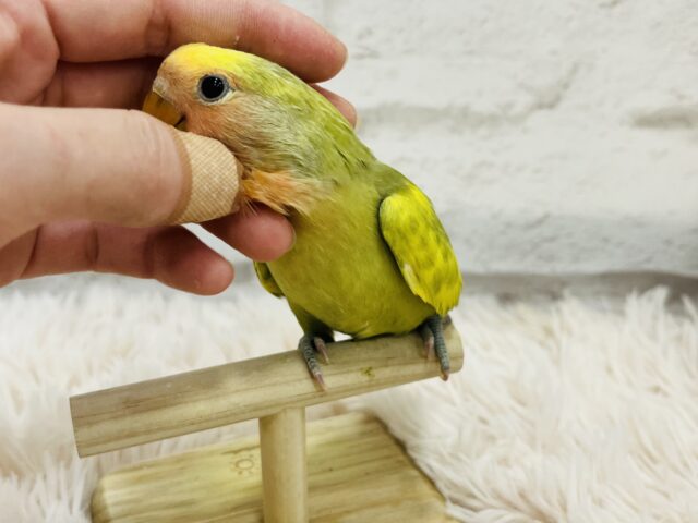 コザクラインコ（小桜インコ）