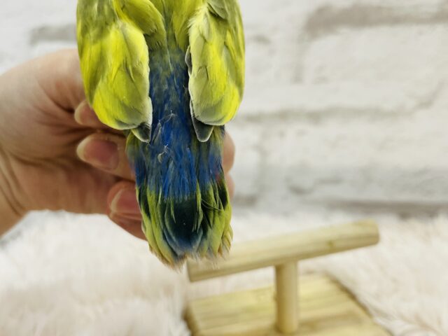 コザクラインコ（小桜インコ）