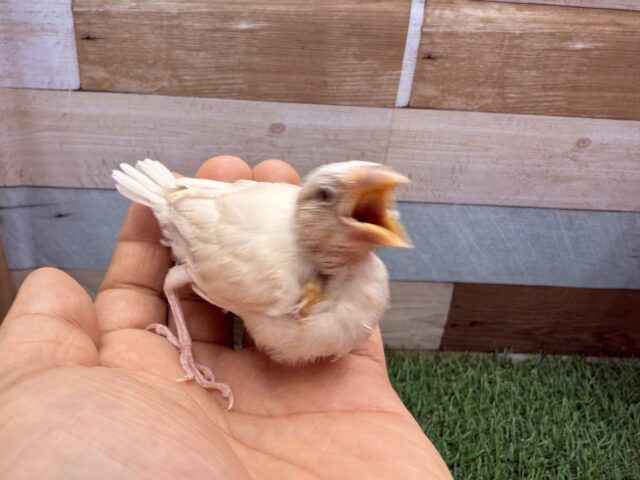 シルバーイノ文鳥