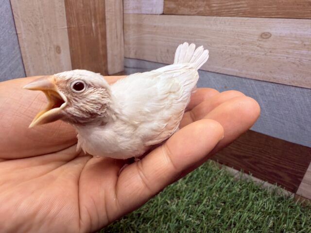 シルバーイノ文鳥