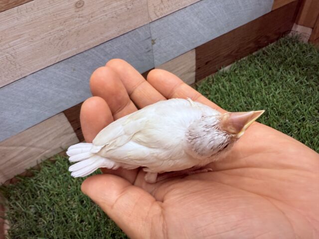 シルバーイノ文鳥