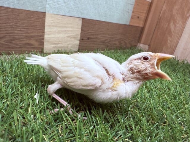 シルバーイノ文鳥