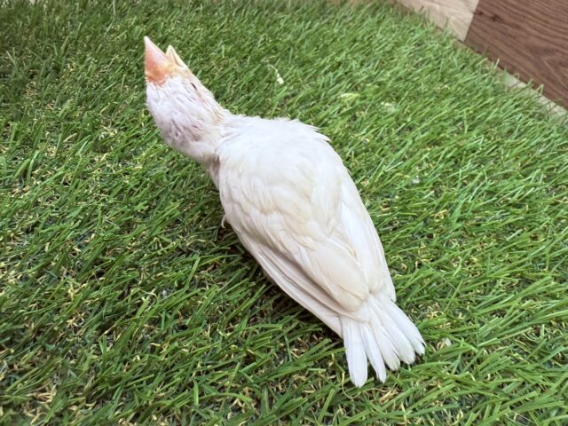 シルバーイノ文鳥