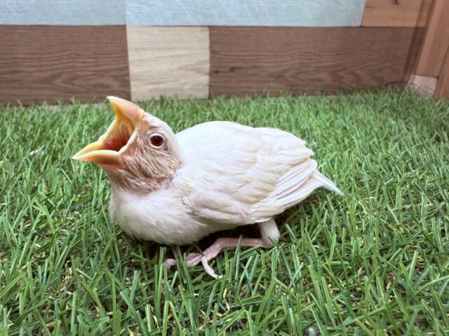 シルバーイノ文鳥