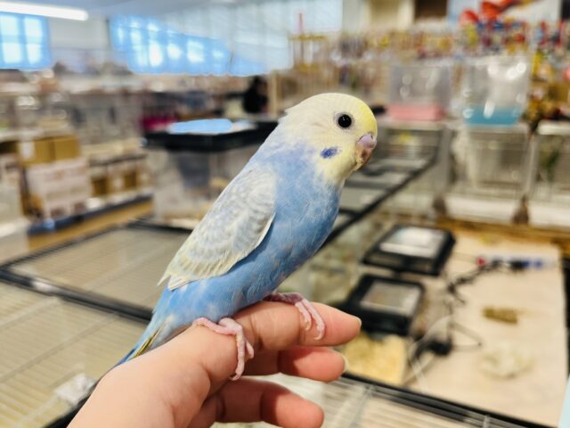 セキセイインコ