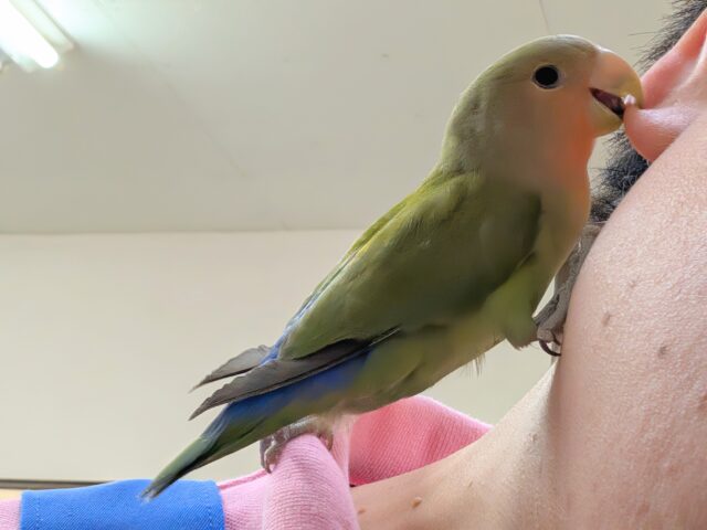 コザクラインコ（小桜インコ）