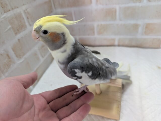 オカメインコ