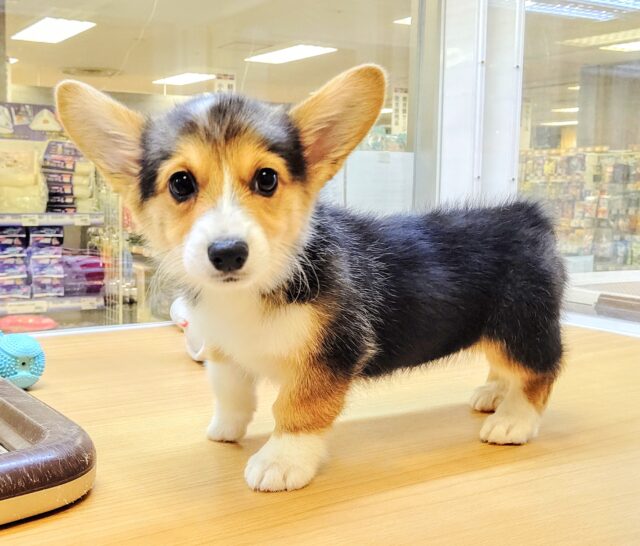 ウェルシュコーギー・ペンブローグ