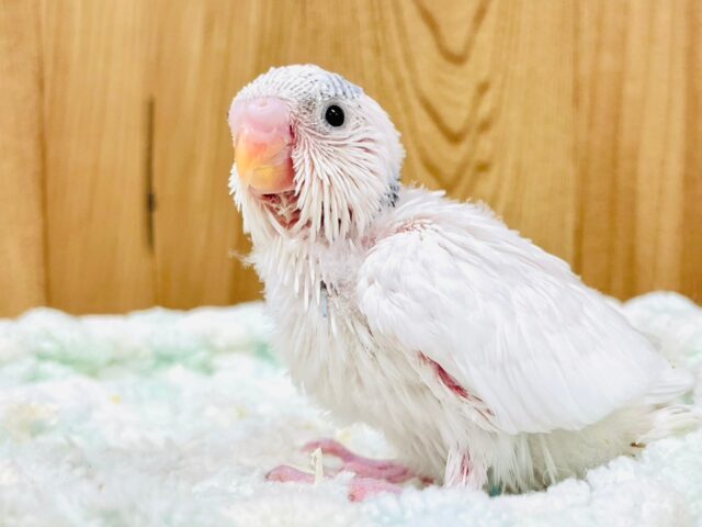 セキセイインコ