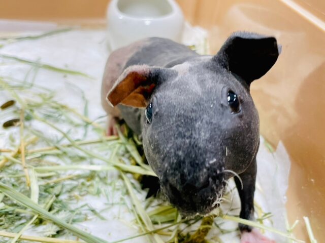 スキニーギニアピッグ