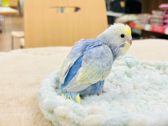 セキセイインコ