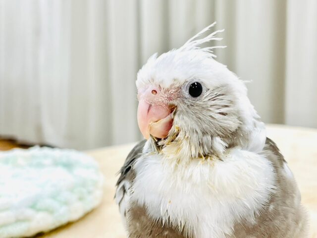 【最新画像更新🪄】ひな鳴きが止まらない☆オカメインコ(ホワイトフェイスパイド)ヒナ オカメインコ