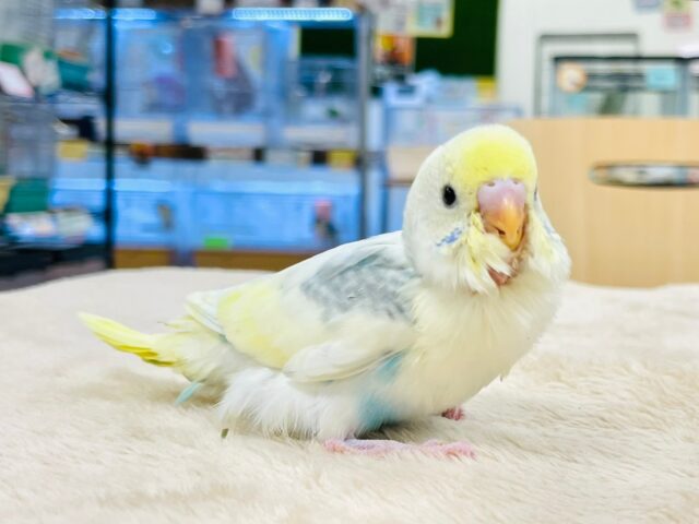 セキセイインコ