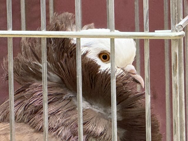 ジャコビンバト