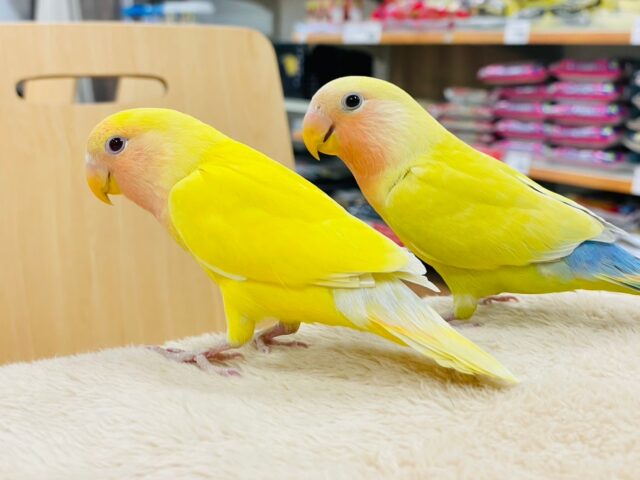 コザクラインコ（小桜インコ）