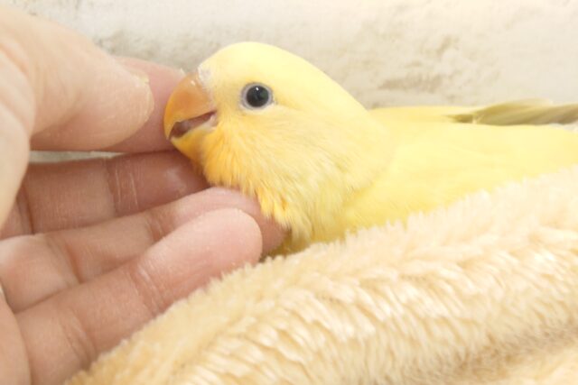 コザクラインコ（小桜インコ）