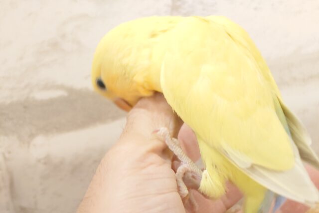 コザクラインコ（小桜インコ）