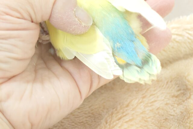 コザクラインコ（小桜インコ）