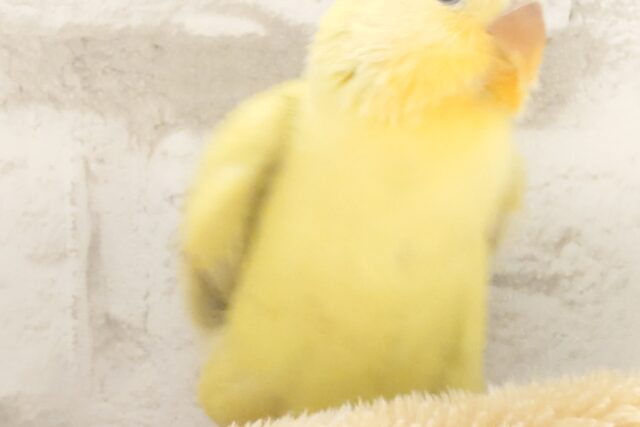 コザクラインコ（小桜インコ）