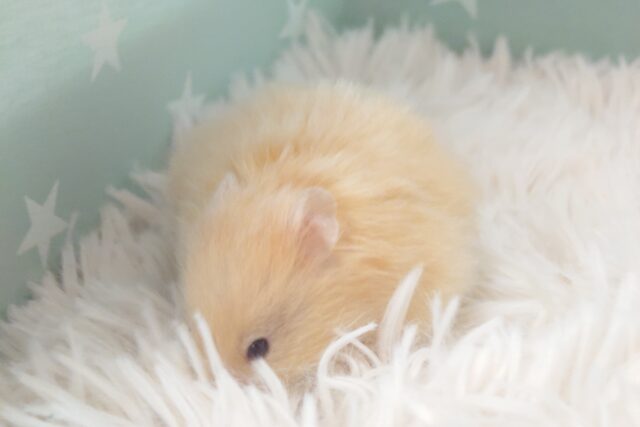 ゴールデンハムスター