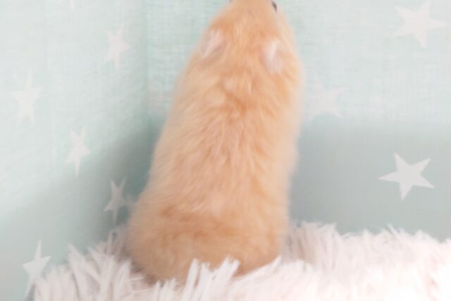 ゴールデンハムスター