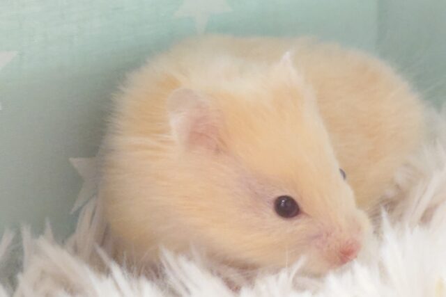 ゴールデンハムスター