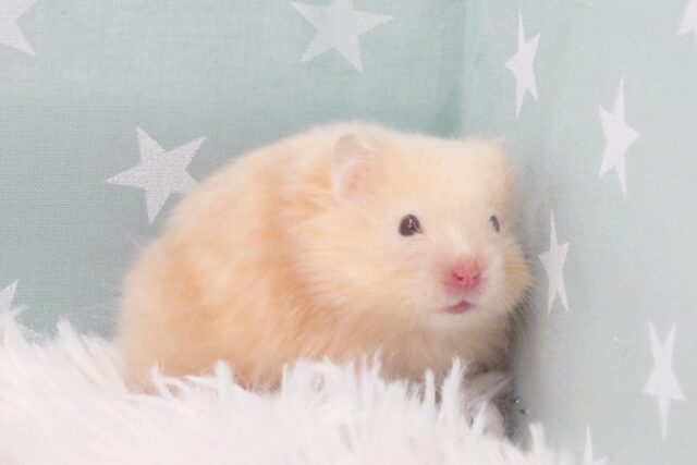 ゴールデンハムスター