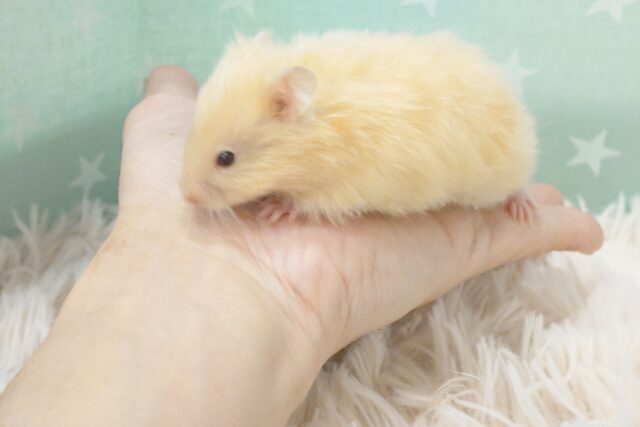 ゴールデンハムスター