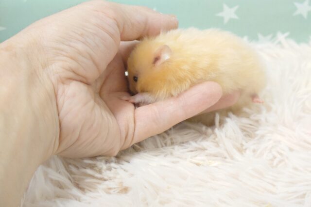 ゴールデンハムスター
