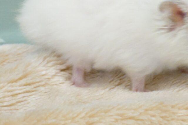 ゴールデンハムスター