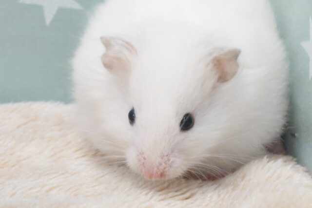 ゴールデンハムスター