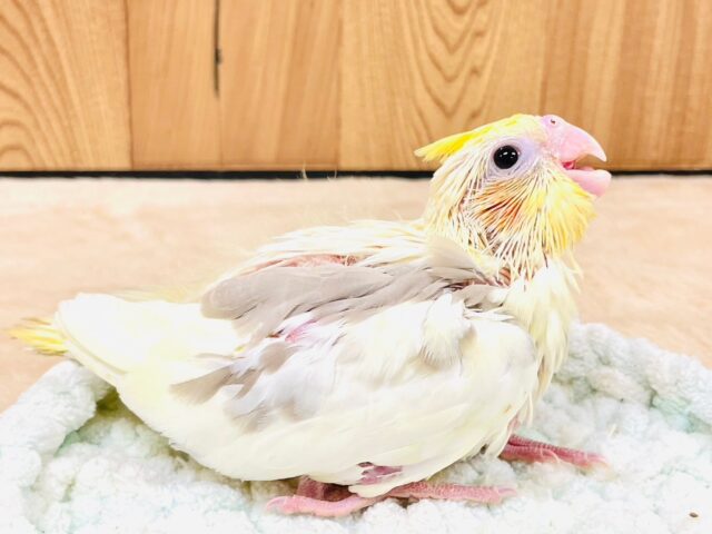オカメインコ